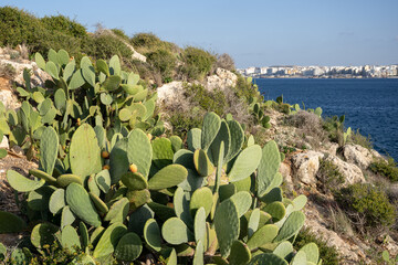 Opuntia Ficus Indica, the prickly pear