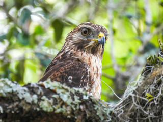 Red-shouldered hawk at the Lake Apopka Wildlife Refuge in Florida
