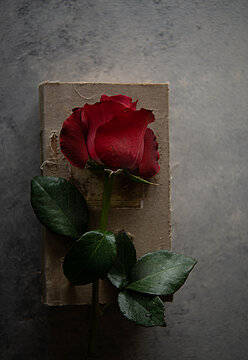 Red rose on old wooden background in a book 