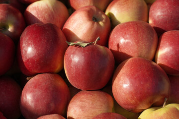 fresh organic red apples background.