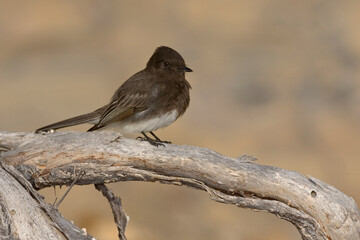 Black Phoebe