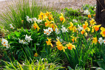 Daffodil flowers in a garden. Beautiful narcissus on flowerbed