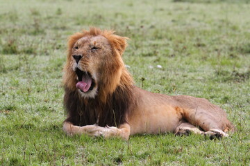 Fototapeta na wymiar Portrait of a yawning lion with dark mane, closeup