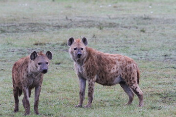 Two adult hyenas looking into camera - obrazy, fototapety, plakaty