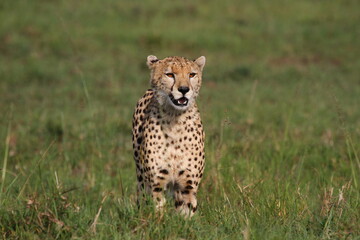 Naklejka na ściany i meble Cheetah walking through high greeb grass looking into camera