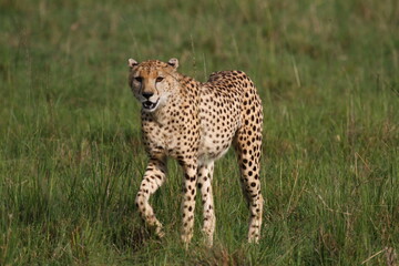 Cheetah walking through high greeb grass looking into camera