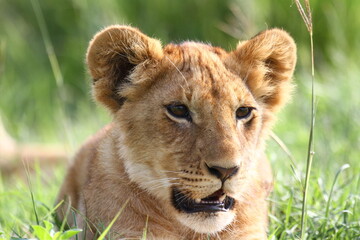 Fototapeta na wymiar Portrait of a cute lion cub looking into camera