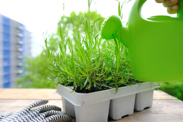 plastic container for seedlings for transplanting with young plants of garden lavender, Lavandula on terrace, young lavender plants, green watering can, gardening concept, summer gardener routine