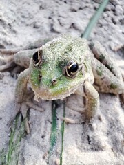 frog in the grass