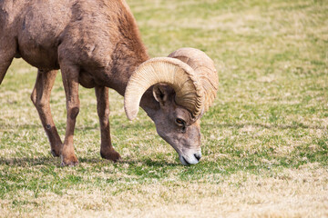 Obraz premium Bighorn sheep grazing on grass