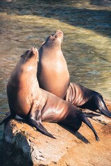 Relaxation Station: Two Seals basking in the sun