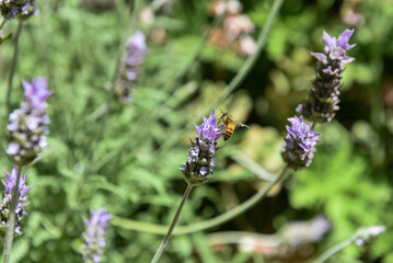 Bee on a flower
