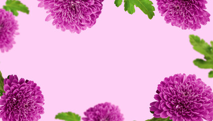 Floral background with lilac chrysanthemums with copy space. Greeting card.