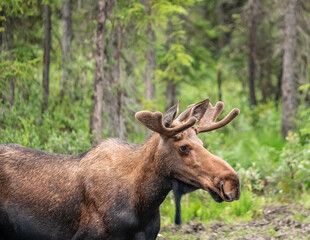 A young bull moose with velvet covered antlers munches on lichen and grasses in a wooden meadow in Alaska