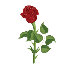 Red rose in realistic style. Vector illustration isolated on white background.