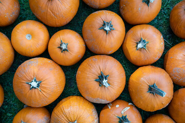 Organic orange pumpkins