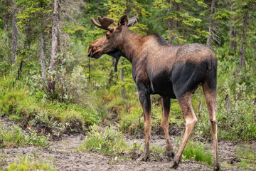 Obraz na płótnie Canvas A young bull moose with velvet covered antlers munches on lichen and grasses in a wooden meadow in Alaska