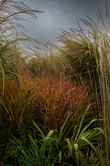 Fototapeta premium Colorful grasses