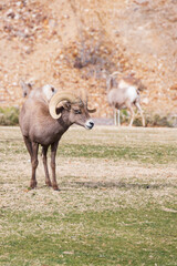 Bighorn sheep herd grazing on grass
