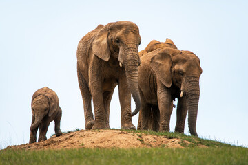 Elephants herd, elephant family, two female and baby