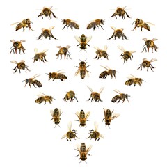 heart from bees, set of bee or honeybee Apis Mellifera