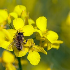 bee honeybee Apis Mellifera yellow flower rapeseed