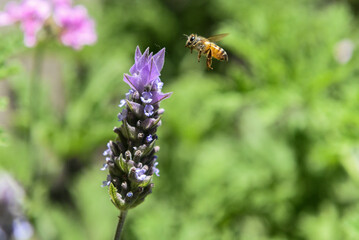 bee on a flower
