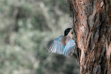 Iberian (Azure-winged) Magpie spreading his wings on a tree