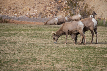 Obraz premium Bighorn sheep herd grazing on grass 