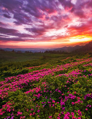 blossoming pink rhododendron flowers, amazing panoramic nature scenery