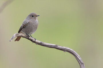 The black redstart (Phoenicurus ochruros) is a small passerine bird.