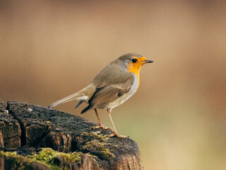 robin on trunk