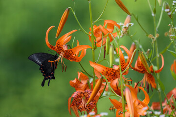 コオニユリの花の蜜を吸うミヤマカラスアゲハ