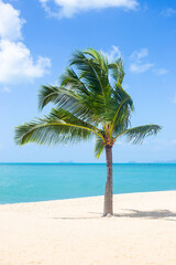 Fototapeta na wymiar Vertical seascape. A palm tree on the shore of the blue sea and white sand on the beach