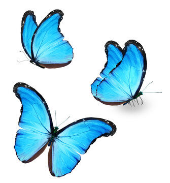 Three color Morpho butterfly, isolated on the white background © suns07butterfly