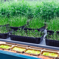 Urban microgreen farm.The microgreen in plastic trays.Baby leaves, phytolamp.Sprouting Microgreens on the Hemp Biodegradable Mats.Germination of seeds at home.Eco-friendly small business.