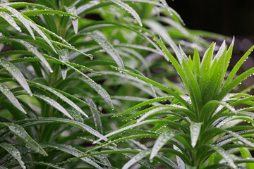 雨季のユリの葉「梅雨」