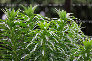 雨季のユリの葉「梅雨」