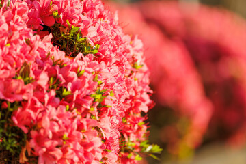 夕日に染まる満開のツツジ