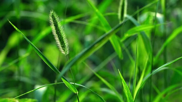 Nature background. Wild green grass with spikelets smoothly swinging in wind. Wild spica swinging in the wind. Summer wild plants on field. close-up selective focus