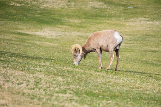 Bighorn sheep grazing on grass