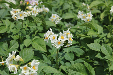 Full frame image of potato plant with white flowers in garden setting