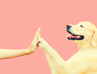 Golden Retriever dog giving paw to hand high five owner woman outdoors training on pink background