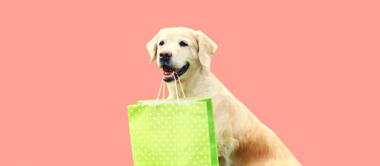Portrait of happy Golden Retriever dog holding shopping bag in the teeth on pink background