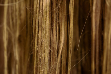 The soaked jute is being dried in the sun. Closeup image of jute. Jute is a type of bast fiber...