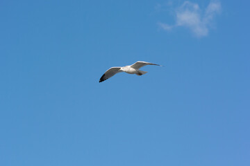 A ring-Billed Gull Flying In A Blue Sky