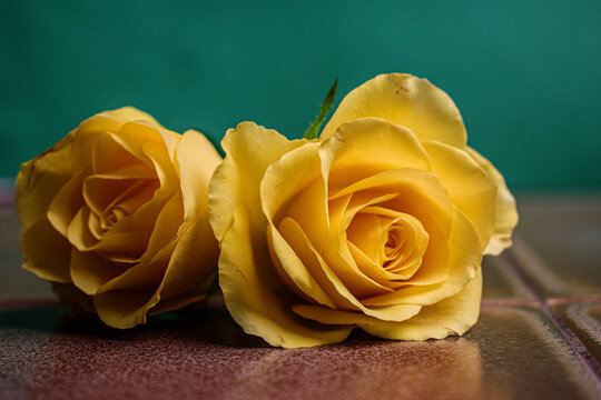 Roses en gros plan en jaune
