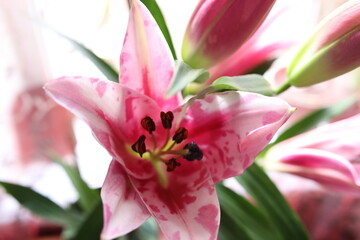large blooming homemade pink lilies bloom and smell