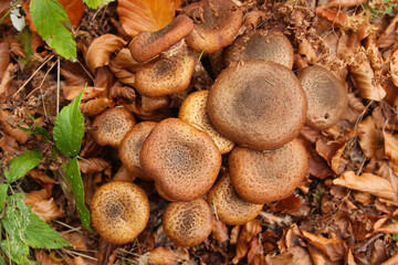 Boletus mushrooms in the forest.