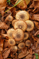 Boletus mushrooms in the forest.
